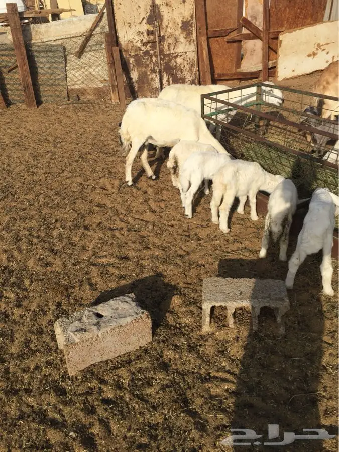 ضان بعيالها (image 2)