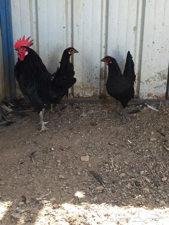 بيض بلدي اسود صكك