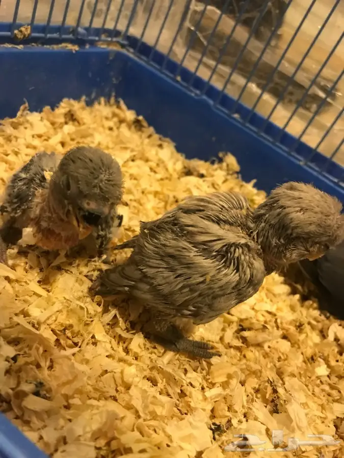 فرخين روز غر