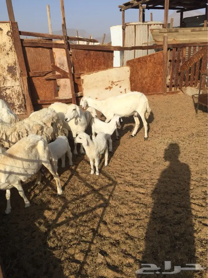 ضان بعيالها (image 6)