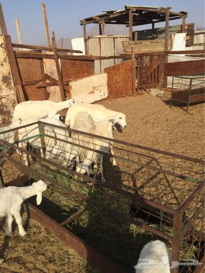 ضان بعيالها (image 9)