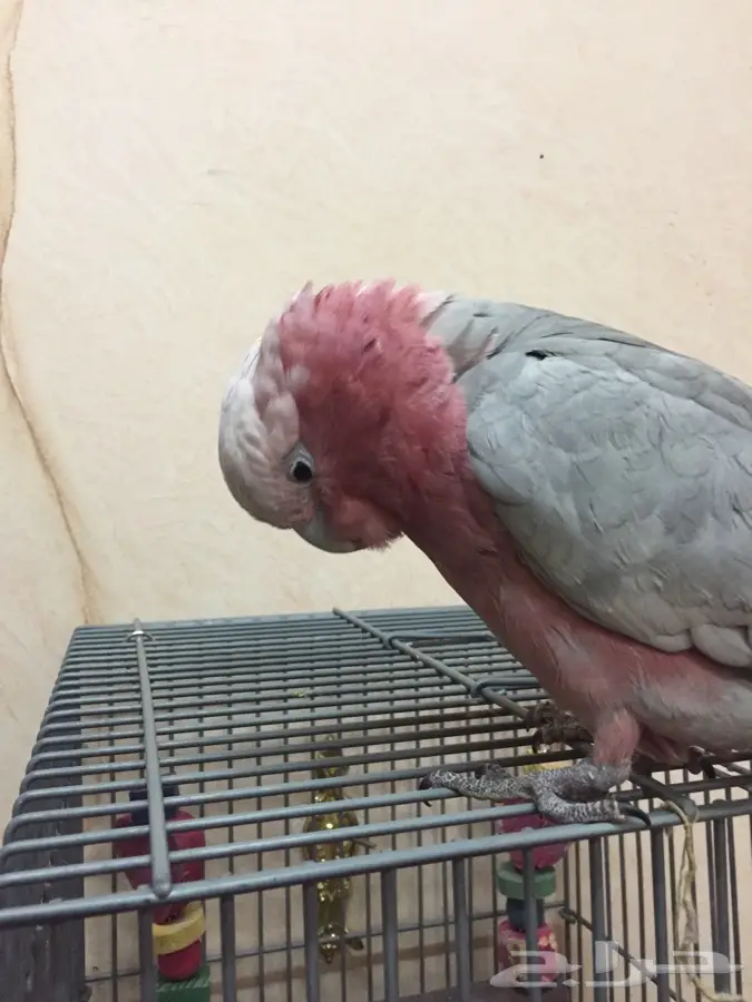 ببغاء كوكاتوقالا بيشة (image 5)