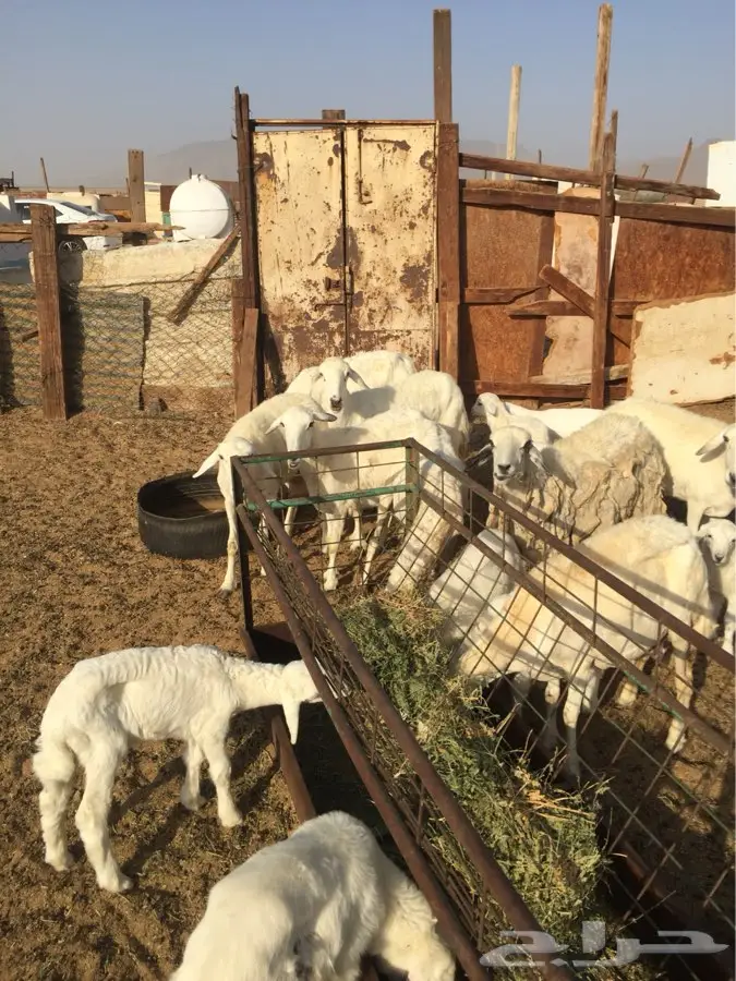 ضان بعيالها (image 5)