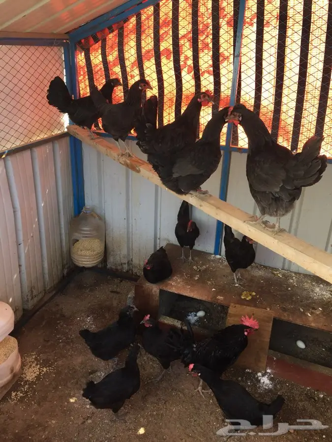 بيض بلدي اسود صكك (image 1)