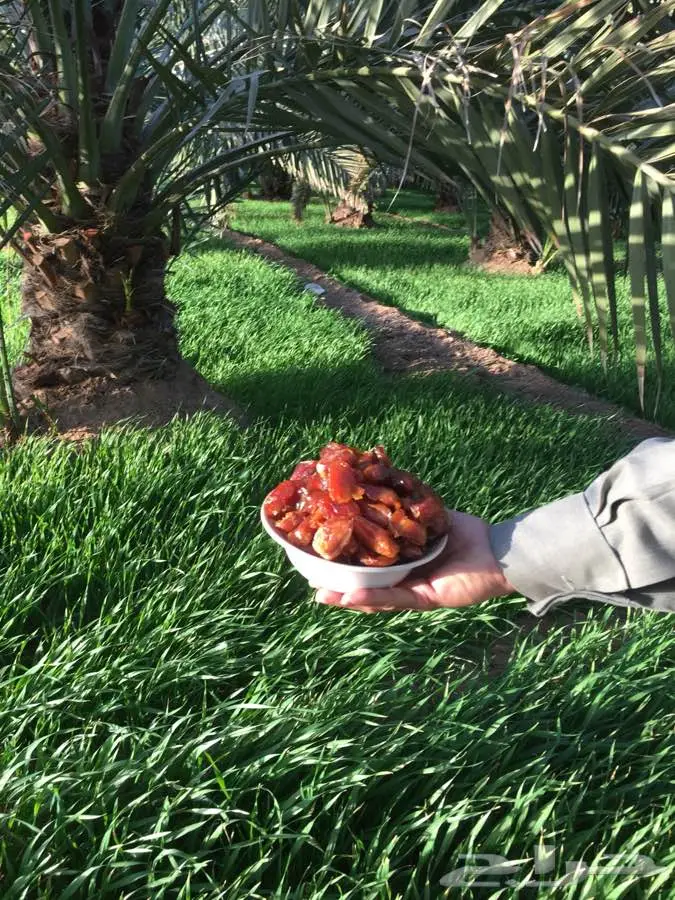 بيض بلدي وتمر خلاص كنز يدوي (image 5)