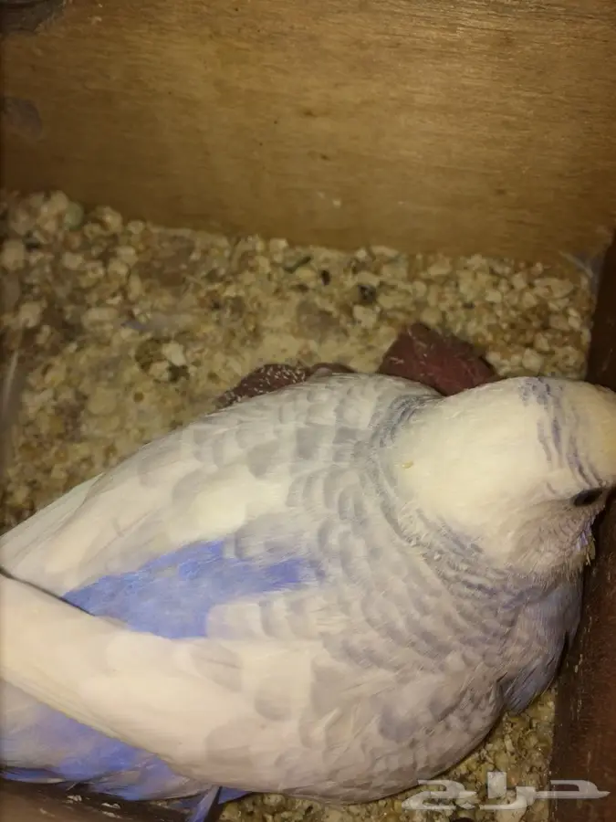 جوز بادجي معاه خمسة فروخ  (image 2)