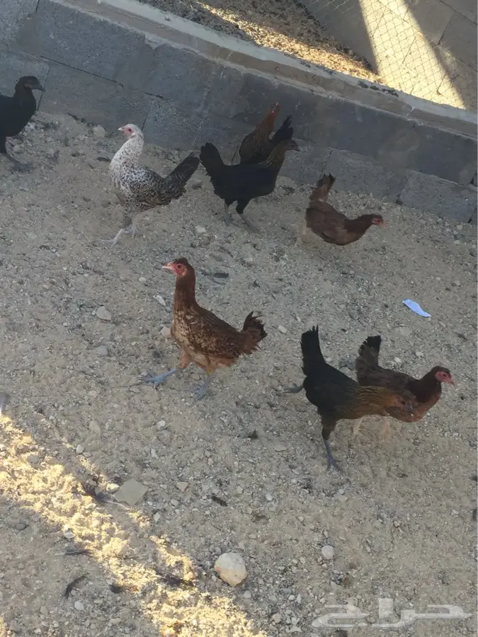 دجاج بياض  (image 3)