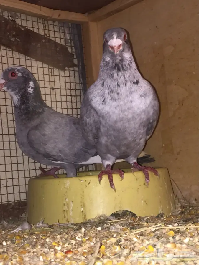 جوز - جوز مسويد   الصحه سليم