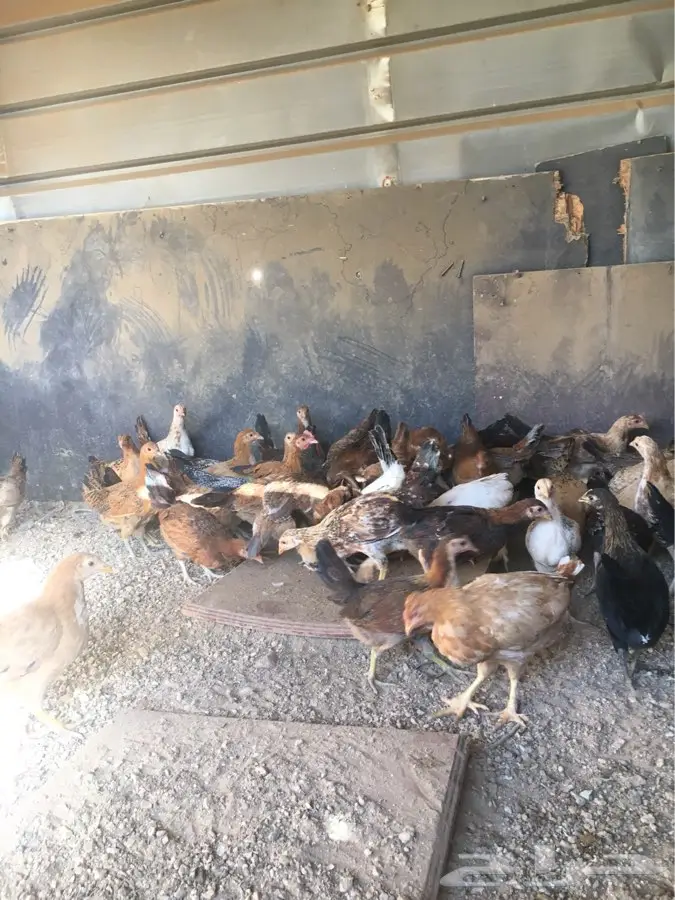 فراريج بلدي  (image 2)