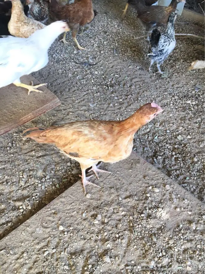 فراريج بلدي  (image 1)