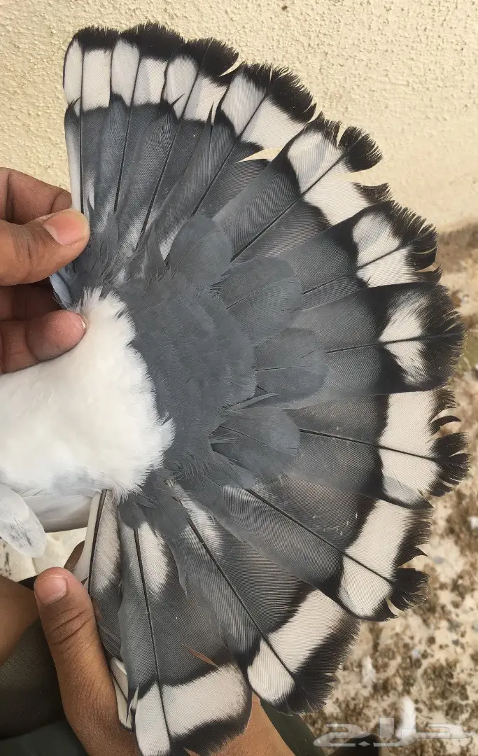 للبيع جوزين حب الرمان ازرق بار وفتله وغره توب (image 1)