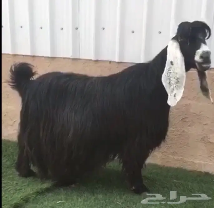 عنزين عوارض معرفات للبيع