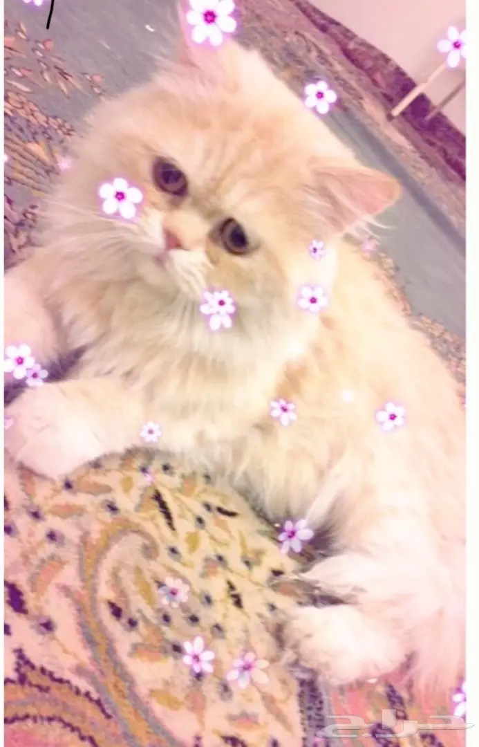 قطه شيرازيه  (image 1)