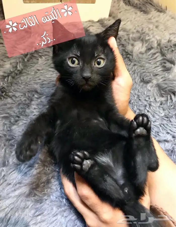 قطط كيتنز شيرازي امريكي للبيع المستعجل  (image 1)