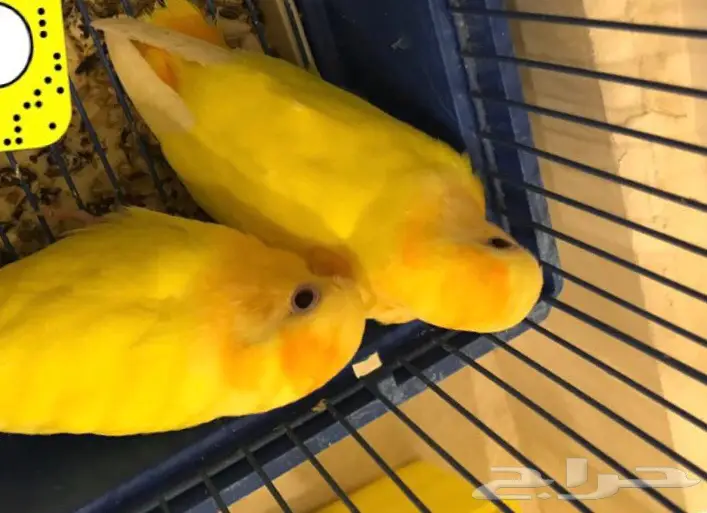 روز اورنج ابلاين
