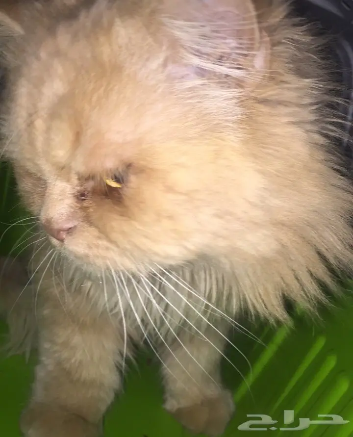 شيرازي مون للبيع