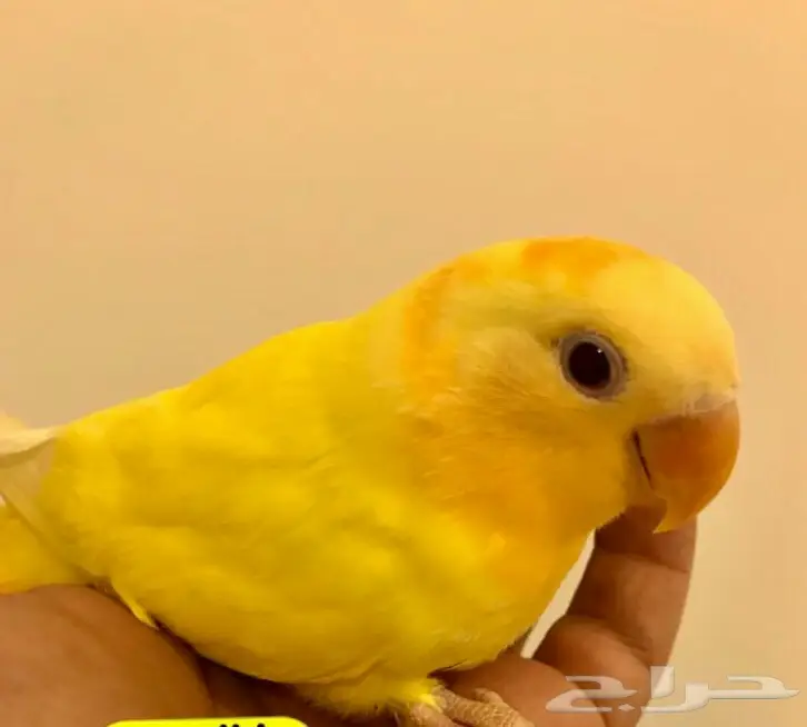 روز اورنج ابلاين (image 2)