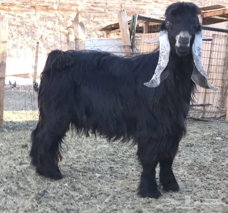 فحل خصم ومعامق طيبه  (image 6)