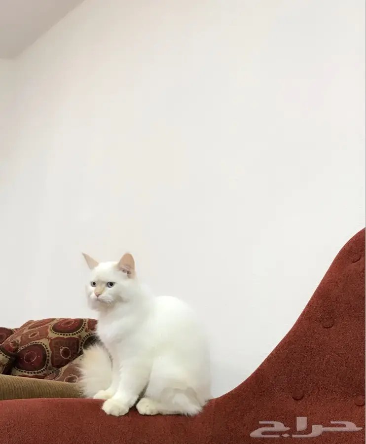 قط ذكر شيرازي هملايا جميل جدا  (image 7)