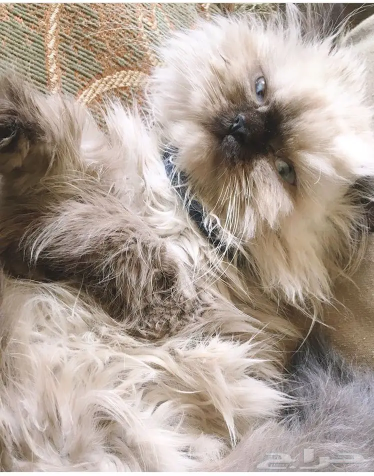 كيتن انثى هملايا هاف بيكي