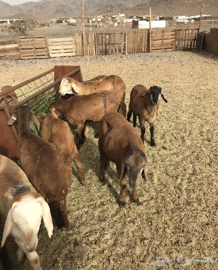 سواكني 370 ريال جروم كبار (image 2)