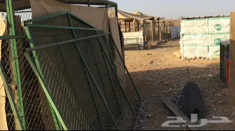 شبوك حمام (image 4)