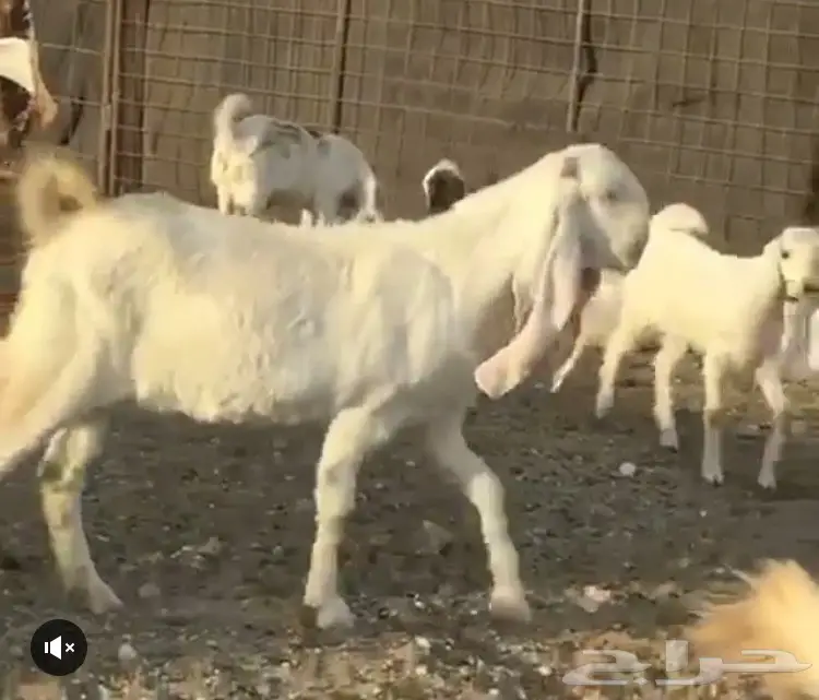 تيس ابرص فحل (image 3)