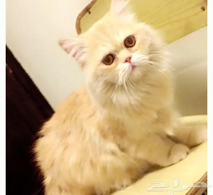 قطه شيرازيه 