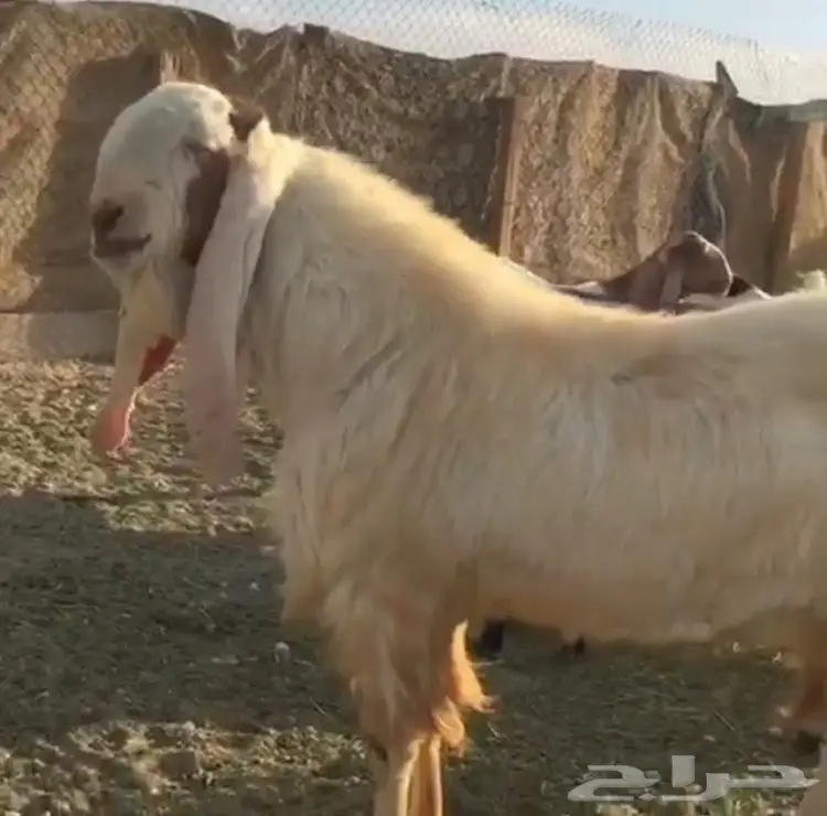 تيس ابرص فحل (image 2)