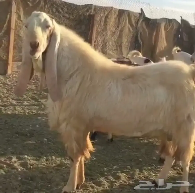 تيس ابرص فحل (image 1)