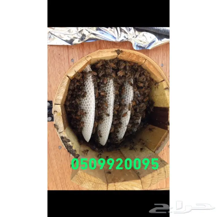 عسل سدر وسمره اصلي ومضمون100  rlm  وعلى الشر (image 4)