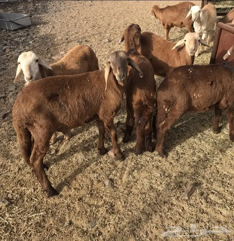 طليان سواكني 370 ريال  (image 1)