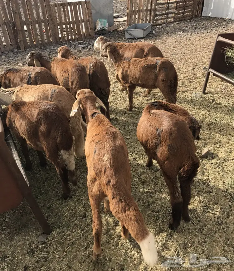 طليان سواكني 370 ريال  (image 3)