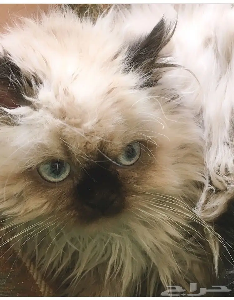 كيتن هملايا هاف بيكي ( انثى) (image 3)