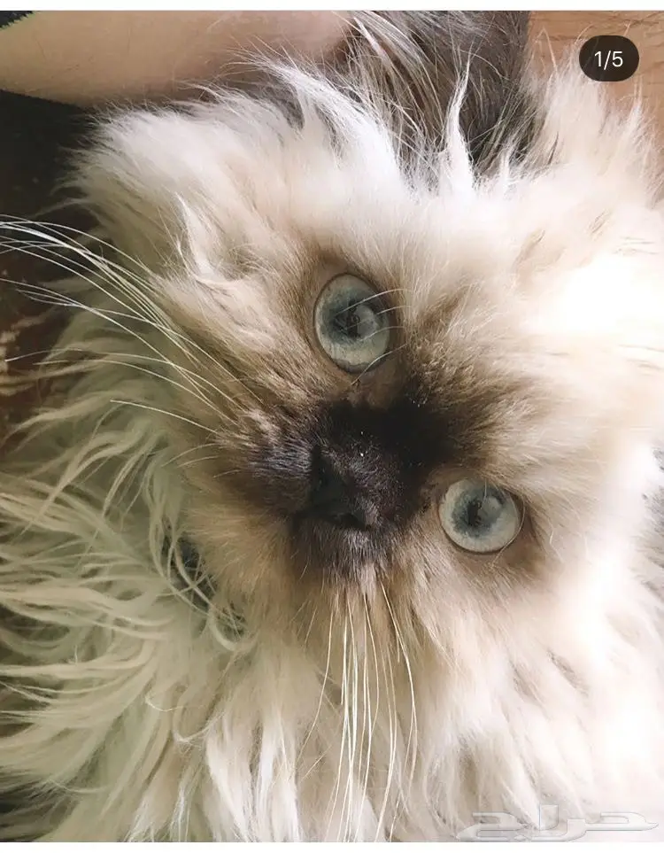 كيتن هملايا هاف بيكي ( انثى) (image 4)