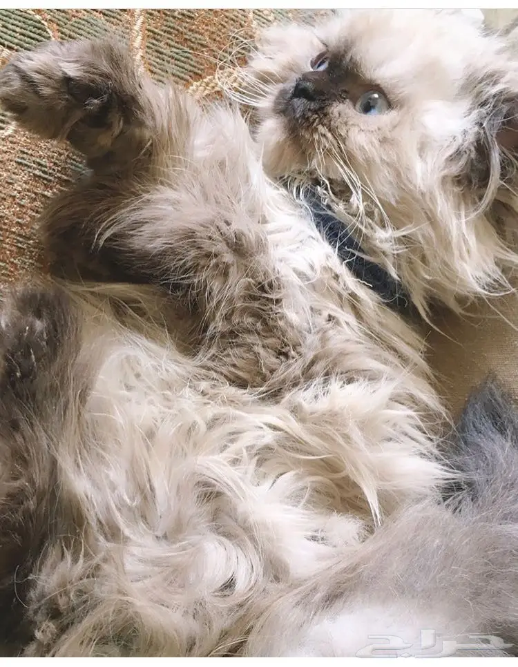 كيتن هملايا هاف بيكي ( انثى) (image 2)