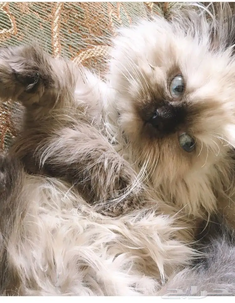 كيتن هملايا هاف بيكي ( انثى) (image 1)