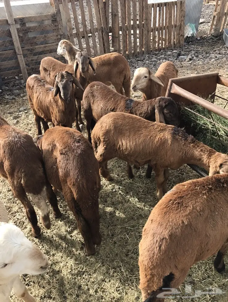 سواكني 370 ريال جروم كبار