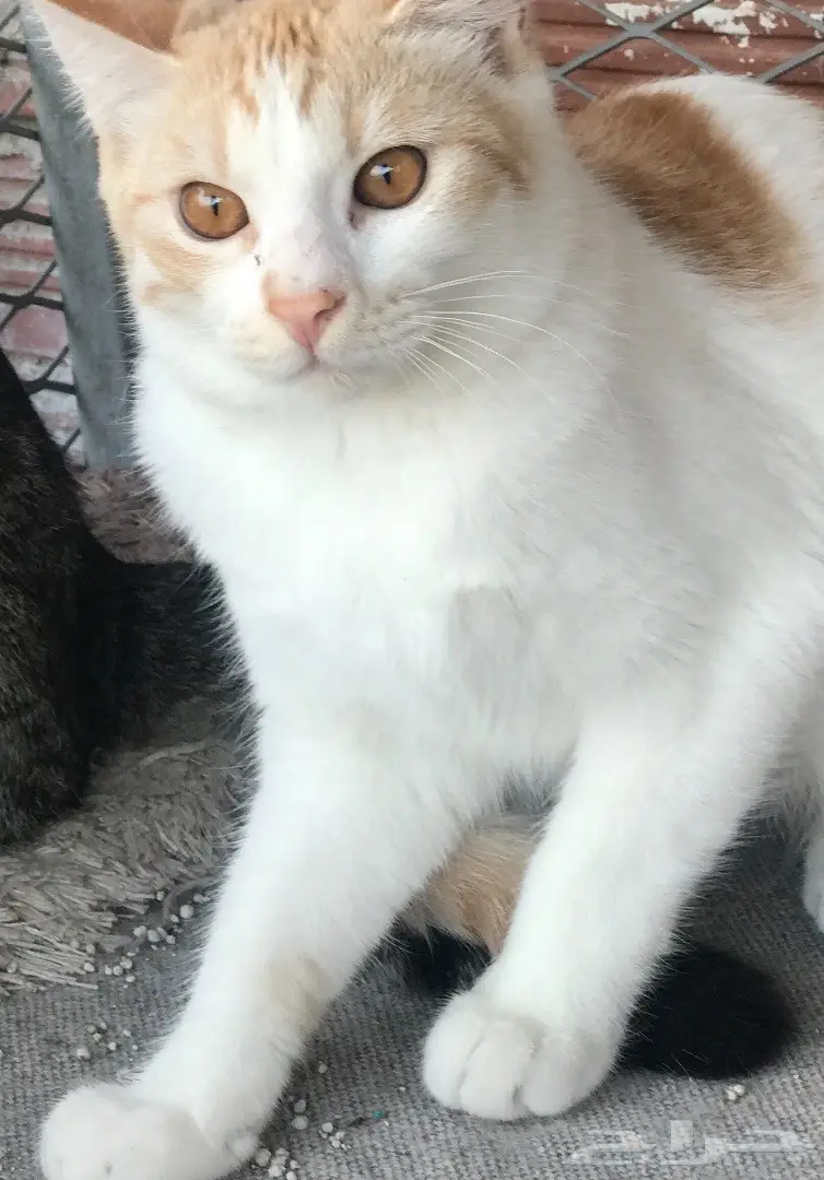 قطط للتبني  (image 7)