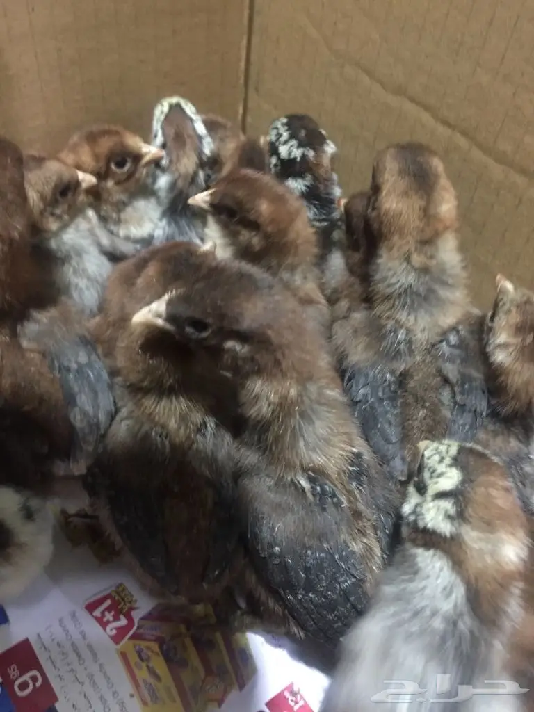 صوص فيومى ابيض وذهبى مصرى اصل (image 1)