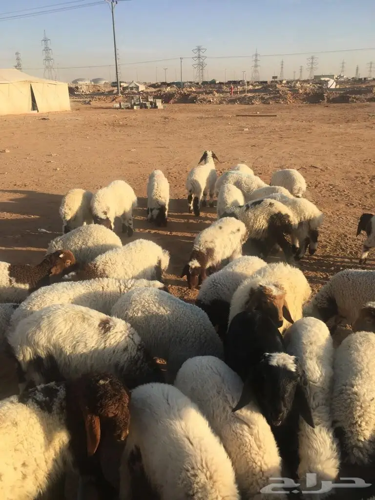 رخال نعيم (image 2)