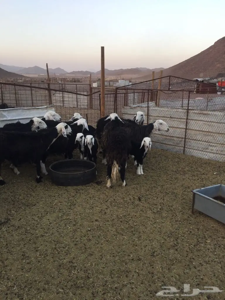 ضان نجد خمس تحتها ثلاث 