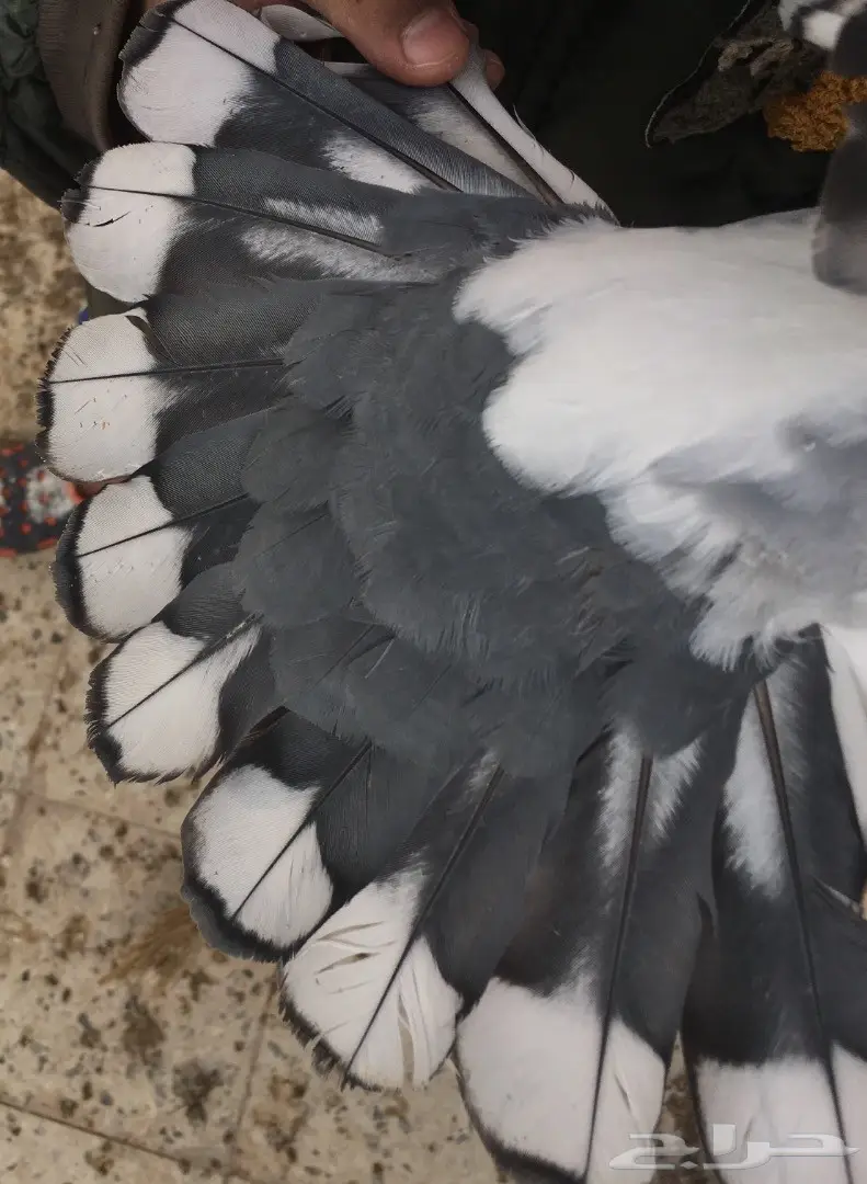 للبيع جوزين حب الرمان ازرق بار وفتله وغره توب