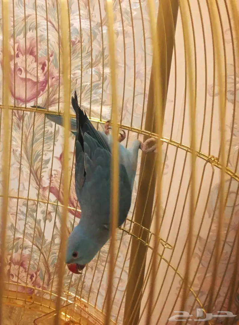 طير ببغاء درة 