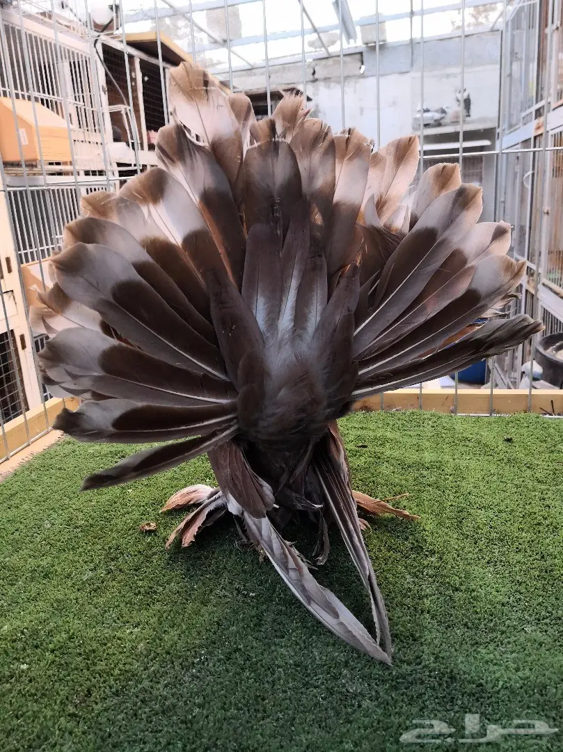 3 حبات أمريكي استاندر  (image 2)