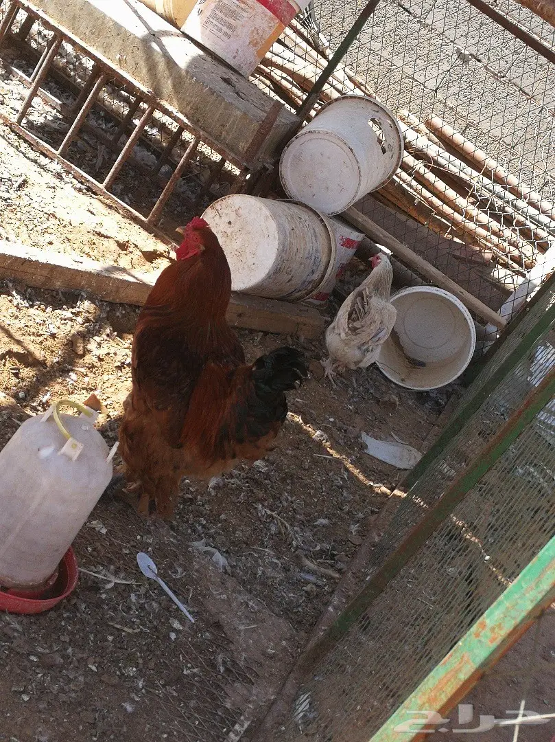 طقم براهما  (image 4)