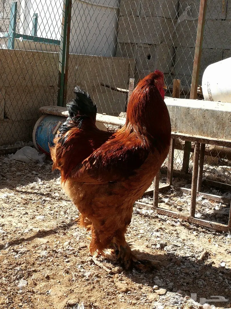 طقم براهما  (image 7)