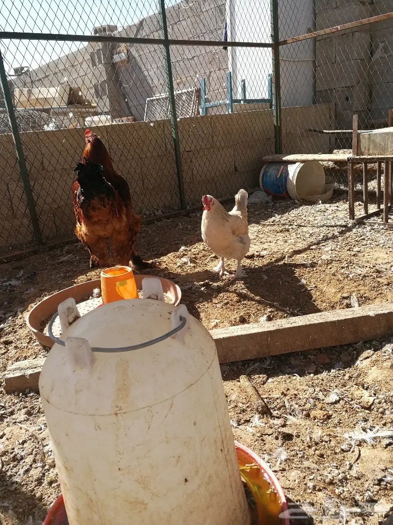 طقم براهما  (image 9)