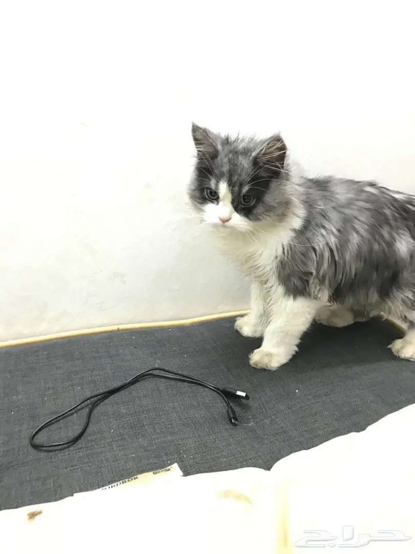 قطة مميزة للبيع - فرصة لا تُفوّت! (image 1)
