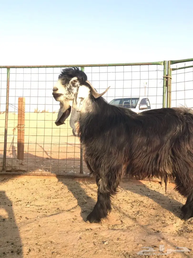 للبيع فحل عارضي خصم 